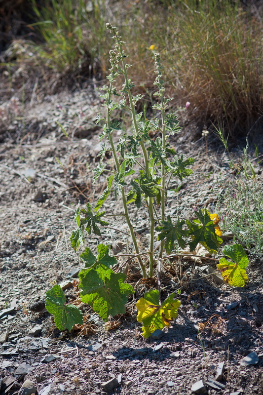 Image of Alcea rugosa specimen.