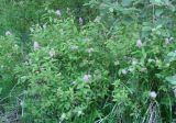 Spiraea salicifolia