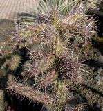 род Cylindropuntia. Верхняя часть перезимовавшего растения. Германия, г. Дюссельдорф, Ботанический сад университета. 02.03.2014.