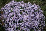 Symphyotrichum × versicolor. Цветущее растение. Восточный Казахстан, Уланский р-н, с. Украинка, дачный участок, в культуре. 04.10.2012.