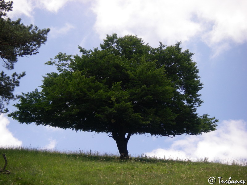 Image of Acer stevenii specimen.