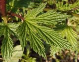Humulus lupulus. Молодой лист. Украина, г. Запорожье, пос. Солнечный, балка, возле шоссе. 17.04.2013.