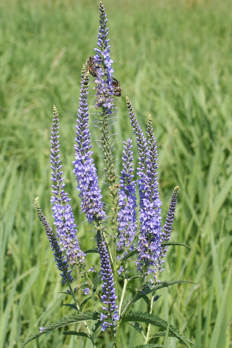 Изображение особи Veronica longifolia.