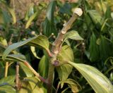 Hedera colchica