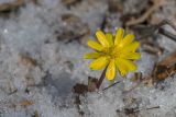 Adonis amurensis