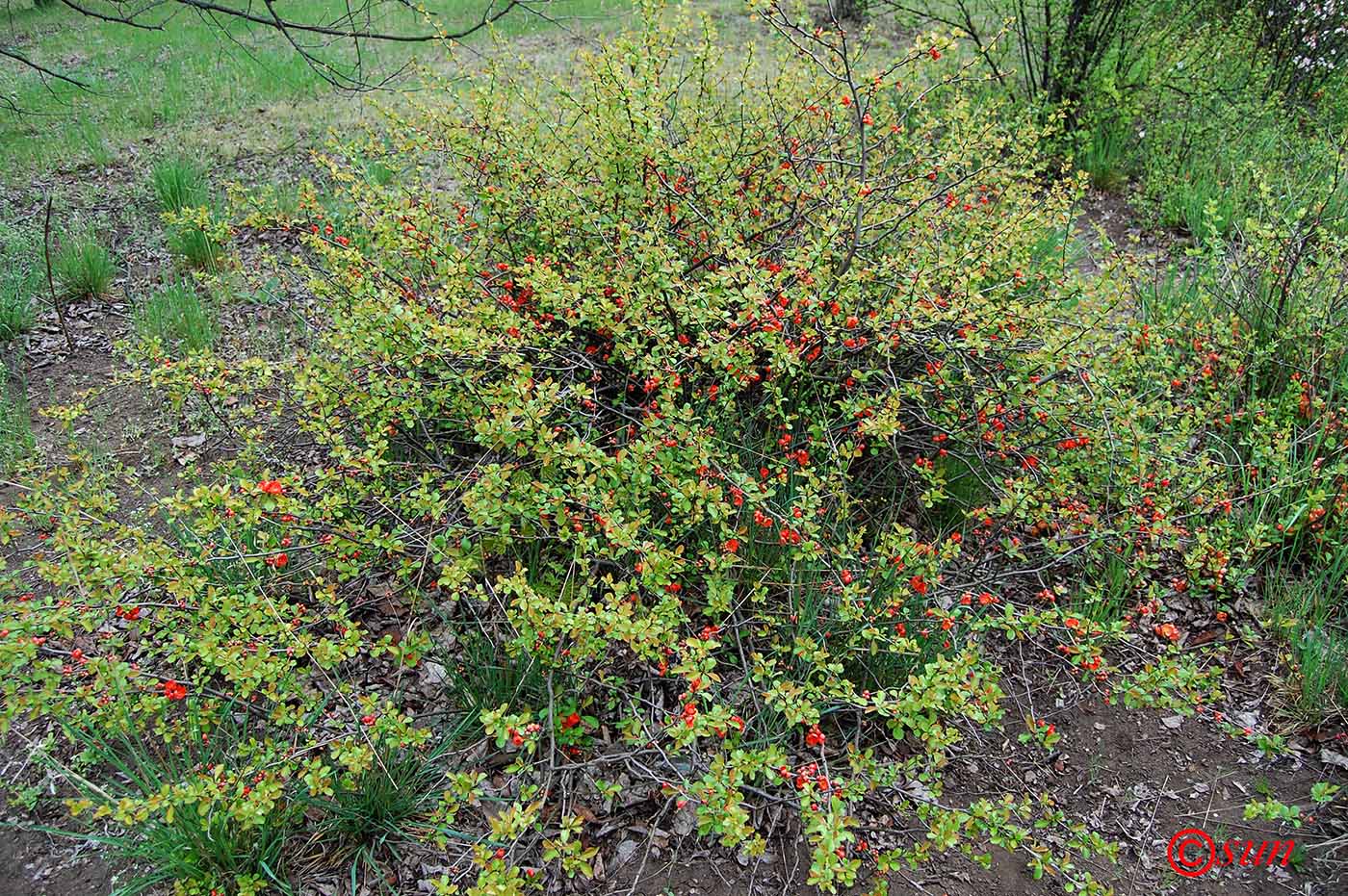 Image of Chaenomeles japonica specimen.