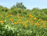 Trollius altaicus