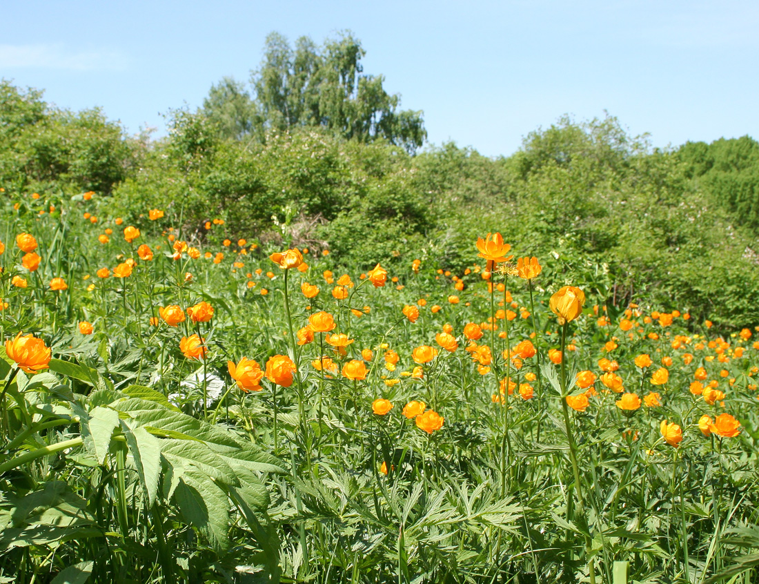 Изображение особи Trollius altaicus.