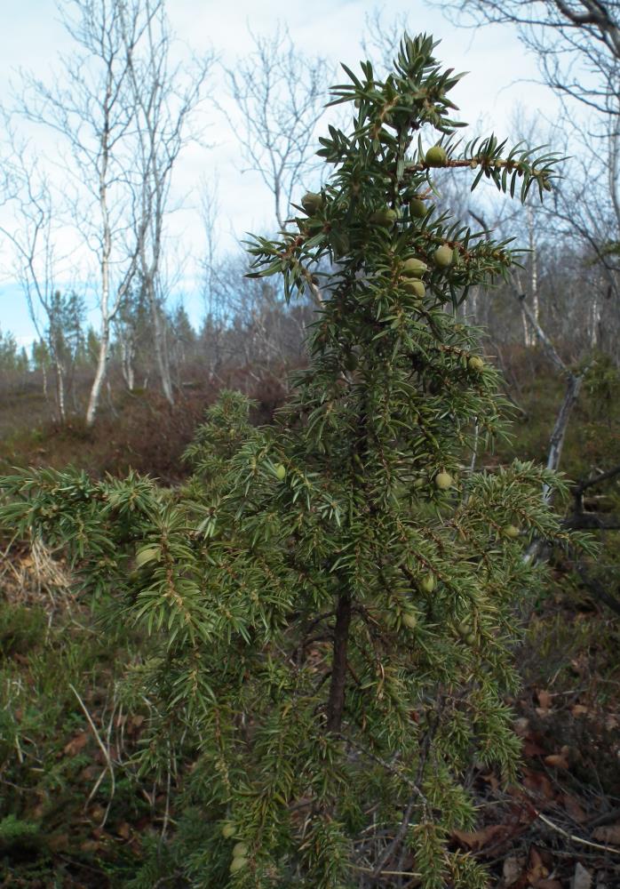 Изображение особи Juniperus niemannii.