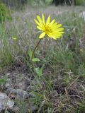 Tragopogon brevirostris. Цветущее растение. Краснодарский край, г. Новороссийск, гора Большой Маркотх. 03.05.2014.