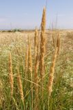 Calamagrostis glomerata