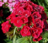 Dianthus barbatus. Соцветие. Германия, г. Дюссельдорф, Ботанический сад университета. 02.06.2014.