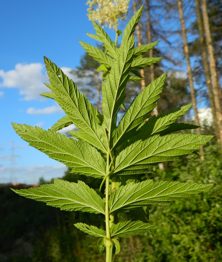 Image of Filipendula ulmaria ssp. denudata specimen.