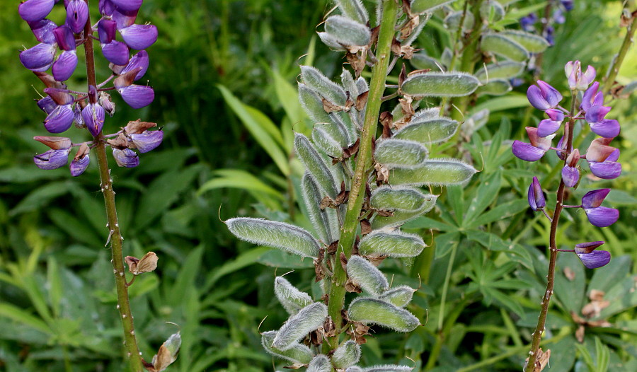 Изображение особи Lupinus polyphyllus.