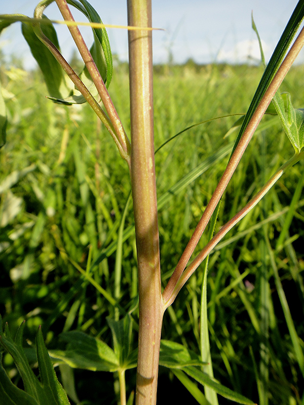 Image of Delphinium cheilanthum specimen.