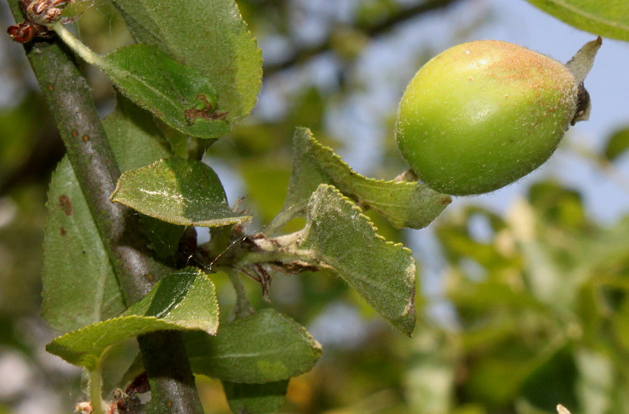 Image of Malus sieversii specimen.