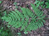 Dryopteris assimilis