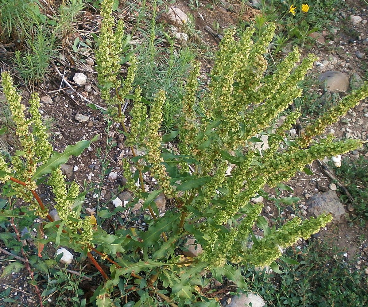 Изображение особи Rumex stenophyllus.