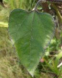 Helianthus annuus