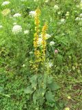 Verbascum nigrum
