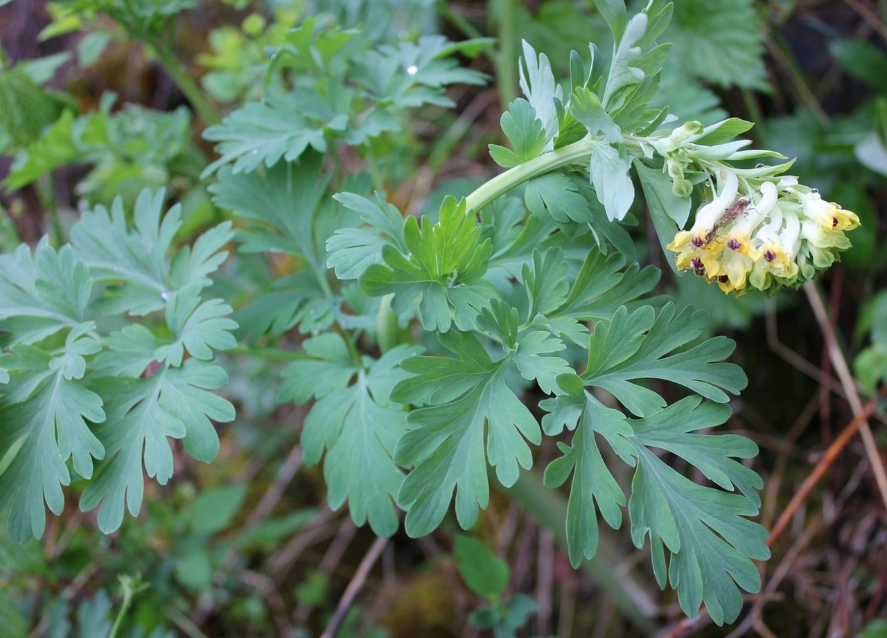 Image of Corydalis nobilis specimen.