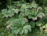 Gunnera tinctoria. Увядающие листья. Германия, г. Дюссельдорф, Ботанический сад университета. 05.09.2014.