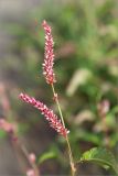 Persicaria lapathifolia. Побег с соцветиями. Ленинградская обл., Кургальский заказник, песчаный берег Финского залива, зона забрызга. 16.08.2014.