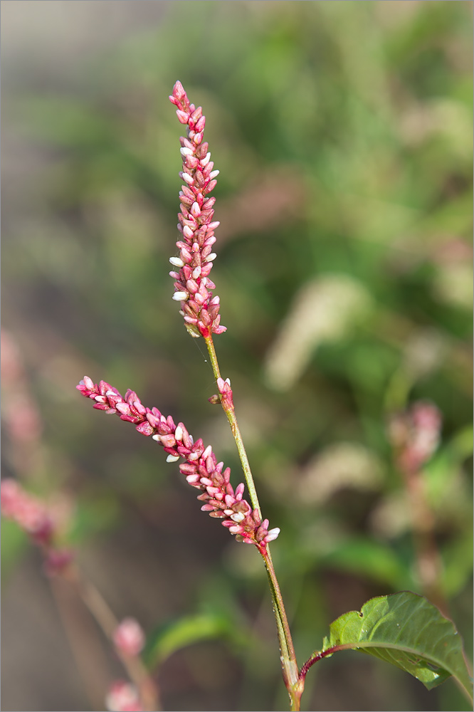 Изображение особи Persicaria lapathifolia.