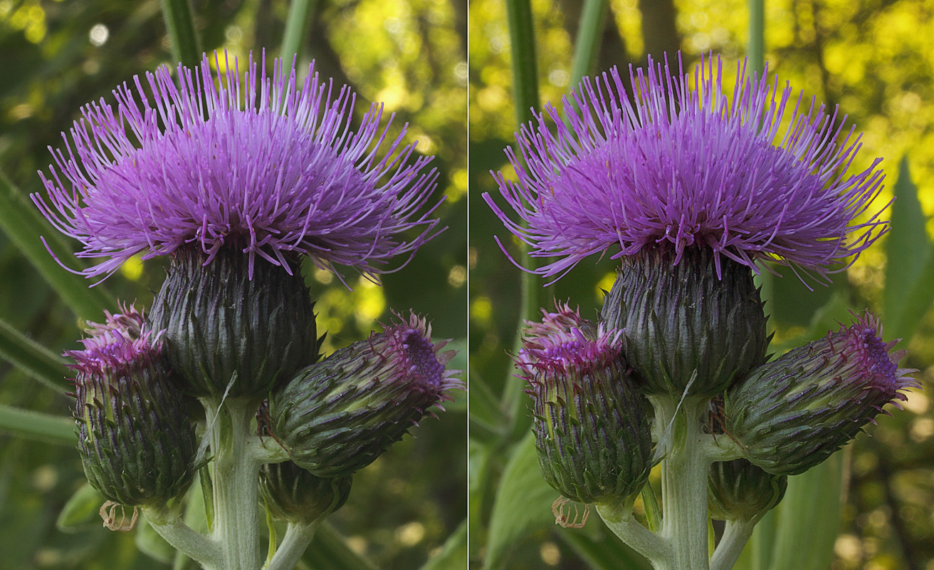 Изображение особи Cirsium heterophyllum.