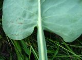 Ligularia glauca