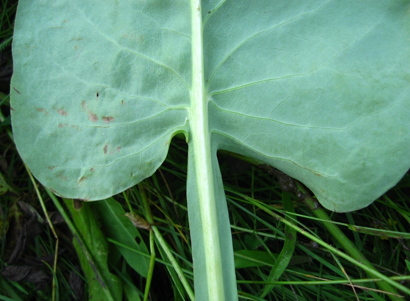 Image of Ligularia glauca specimen.