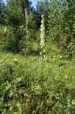 Aconitum barbatum