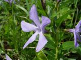 Vinca herbacea