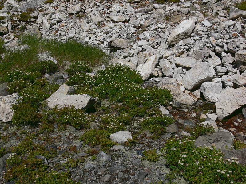 Image of Spiraea beauverdiana specimen.