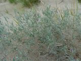 Astragalus karakugensis