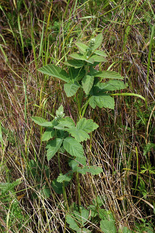 Image of Rubus canescens specimen.