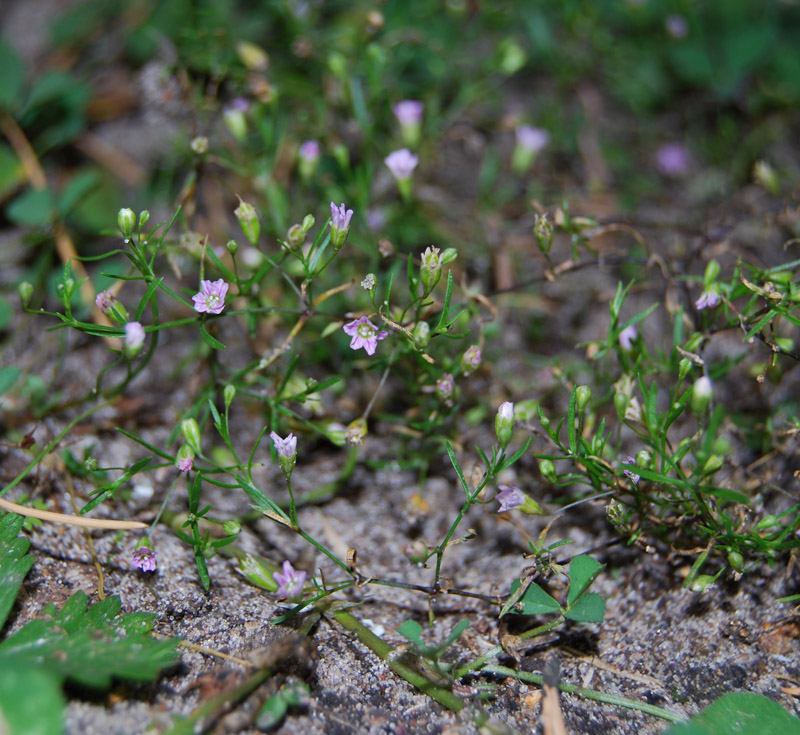 Изображение особи Psammophiliella muralis.