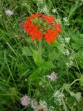 Lychnis chalcedonica. Цветущее растение на лугу. Архангельская обл., Вельский р-н. Июль 2008 г.