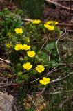 Potentilla humifusa. Цветущее растение. Алтайский край, Краснощековский р-н, с. Тигирек. 10 мая 2007 г.
