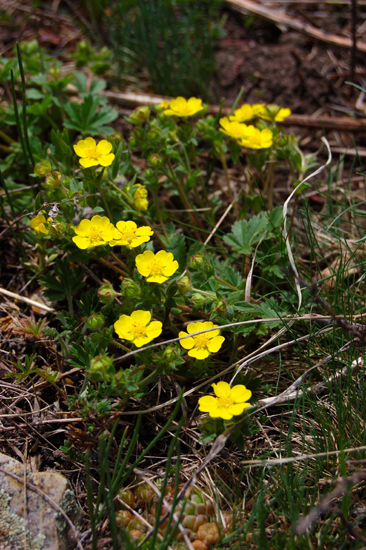 Изображение особи Potentilla humifusa.