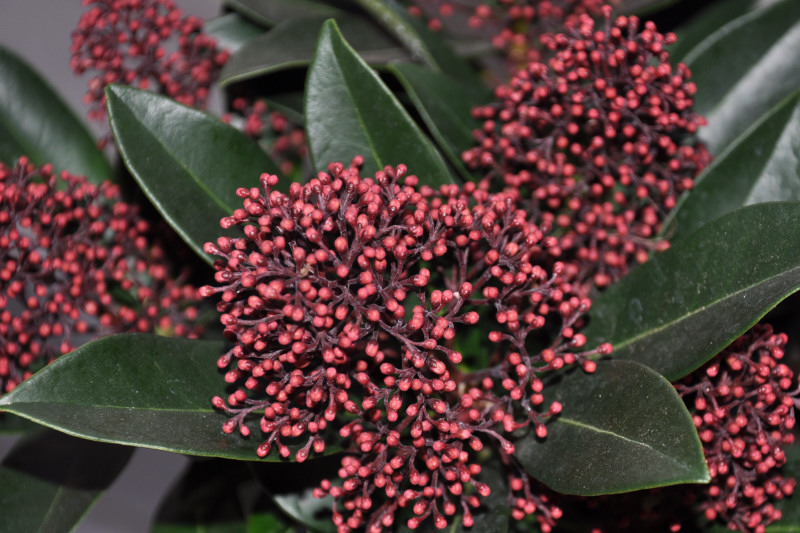 Изображение особи Skimmia japonica.
