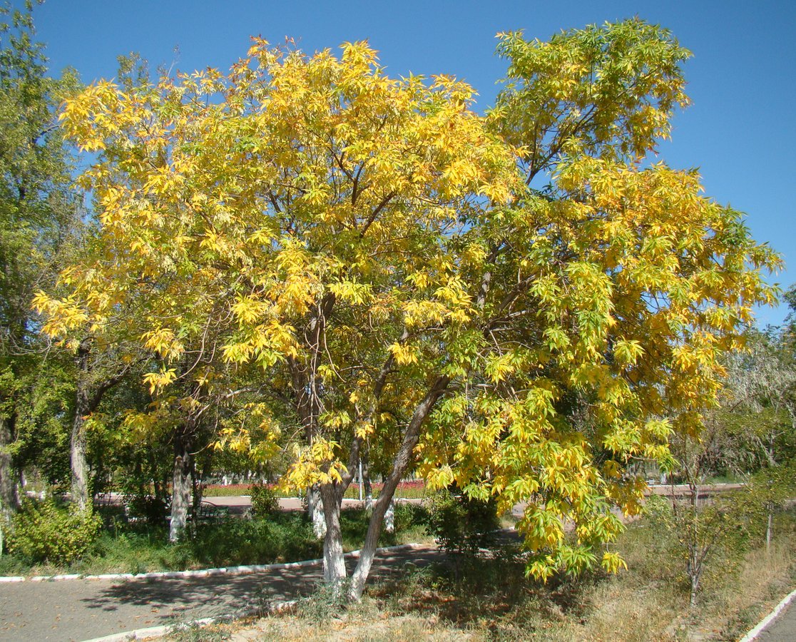 Image of Fraxinus pennsylvanica specimen.