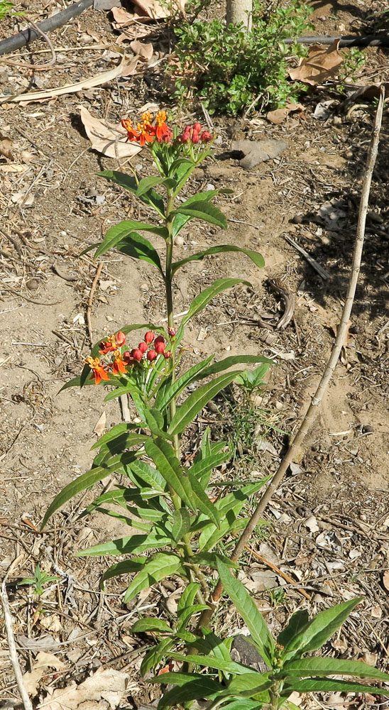 Изображение особи Asclepias curassavica.