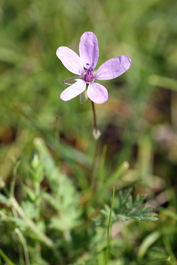 Изображение особи Erodium cicutarium.