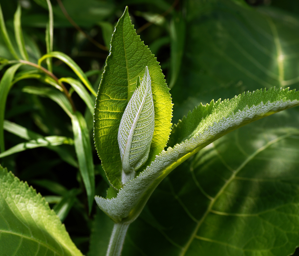 Image of Inula helenium specimen.