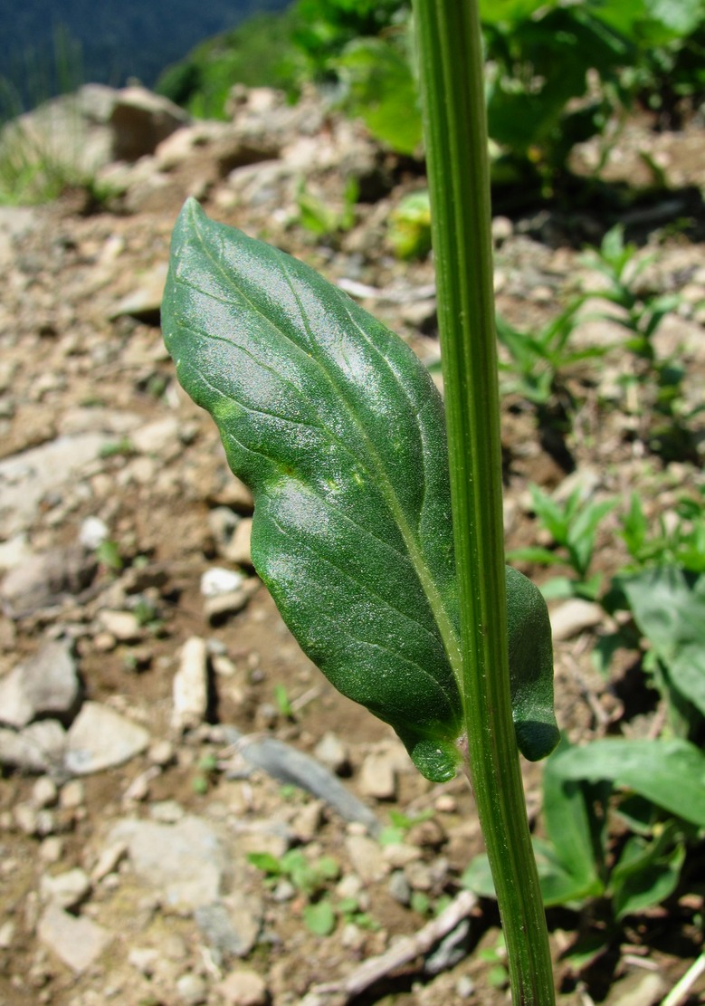 Изображение особи Senecio kolenatianus.