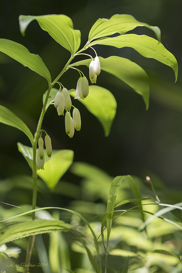 Image of Polygonatum hirtum specimen.