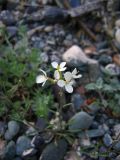 Erysimum inense