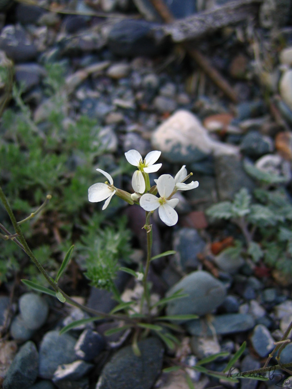 Изображение особи Erysimum inense.