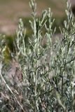 Artemisia juncea